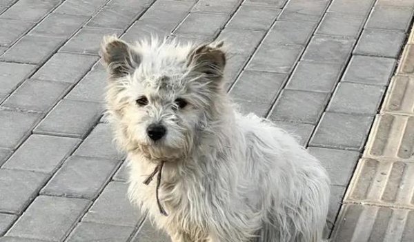 金橘策略 街头捡到流浪狗别急抱回家，4个步骤全搞定，隐患全扫清